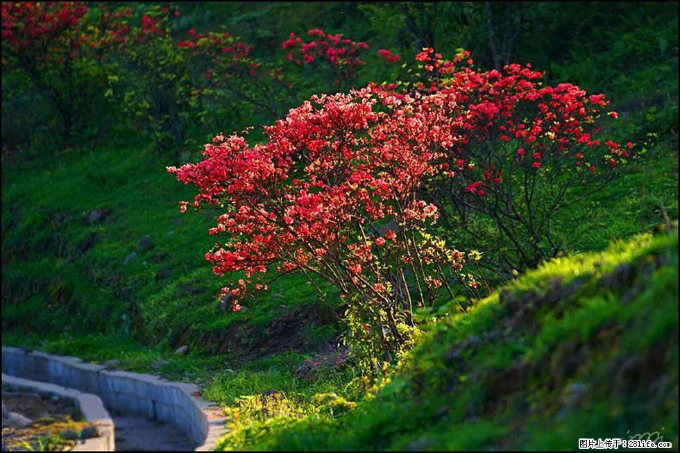 【春天，广西桂林灌阳县向您发出邀请！】春木界上映山红 - 游山玩水 - 锦州生活社区 - 锦州28生活网 jinzhong.28life.com