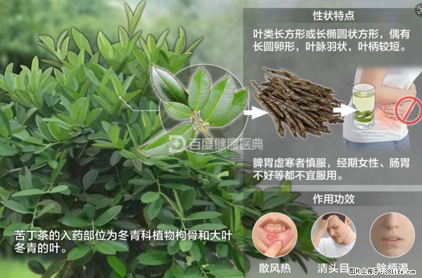 苦丁茶有哪些功效和作用 - 生活百科 - 锦州生活社区 - 锦州28生活网 jinzhong.28life.com