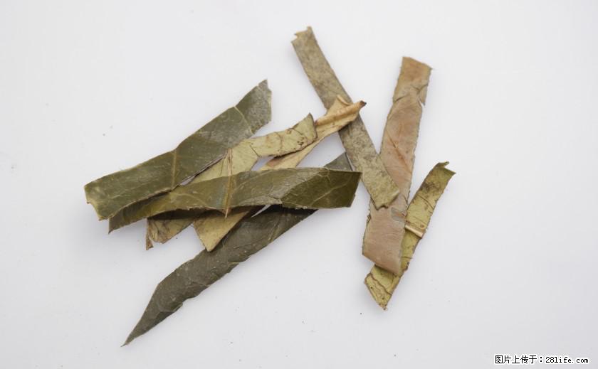 苦丁茶有哪些功效和作用 - 生活百科 - 锦州生活社区 - 锦州28生活网 jinzhong.28life.com