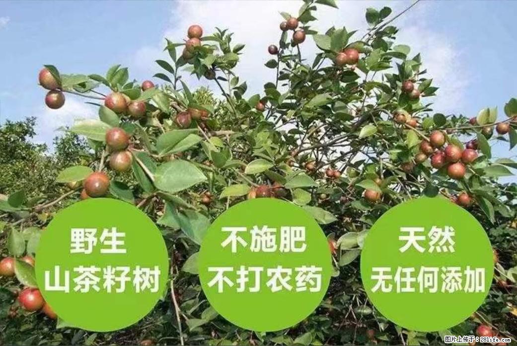 【灌阳县油茶产业示范区】一个有着充实的精神生活的人,对待身外之物自会有一种淡泊的态度 - 美食天地 - 锦州生活社区 - 锦州28生活网 jinzhong.28life.com