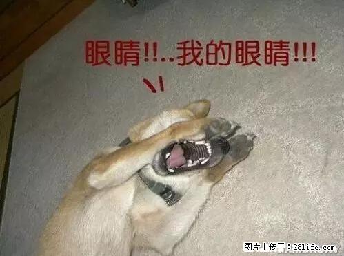 笑癫了!一女的怀孕三年未生,他终于忍不住了... - 娱乐八卦 - 锦州生活社区 - 锦州28生活网 jinzhong.28life.com