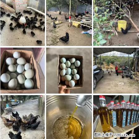 油茶园从小鸡仔开始养起的纯土鸡、土鸡蛋可以预定啦!还有前几天刚榨的纯山茶油哦 - 土特产 - 饮食特产 - 锦州分类信息 - 锦州28生活网 jinzhong.28life.com