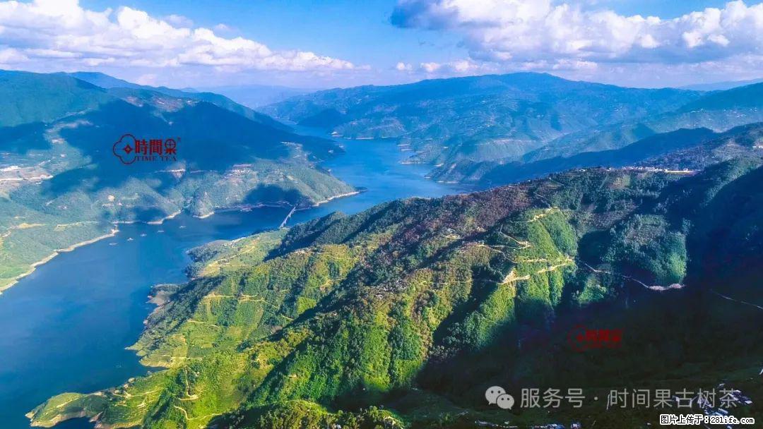 时间果百年古树龙珠普洱生茶 - 购物交流 - 锦州生活社区 - 锦州28生活网 jinzhong.28life.com