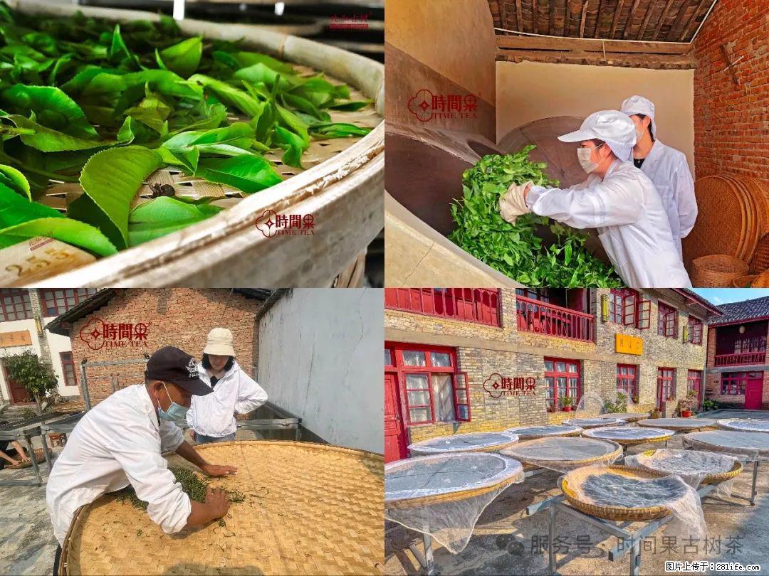 时间果百年古树龙珠普洱生茶 - 购物交流 - 锦州生活社区 - 锦州28生活网 jinzhong.28life.com