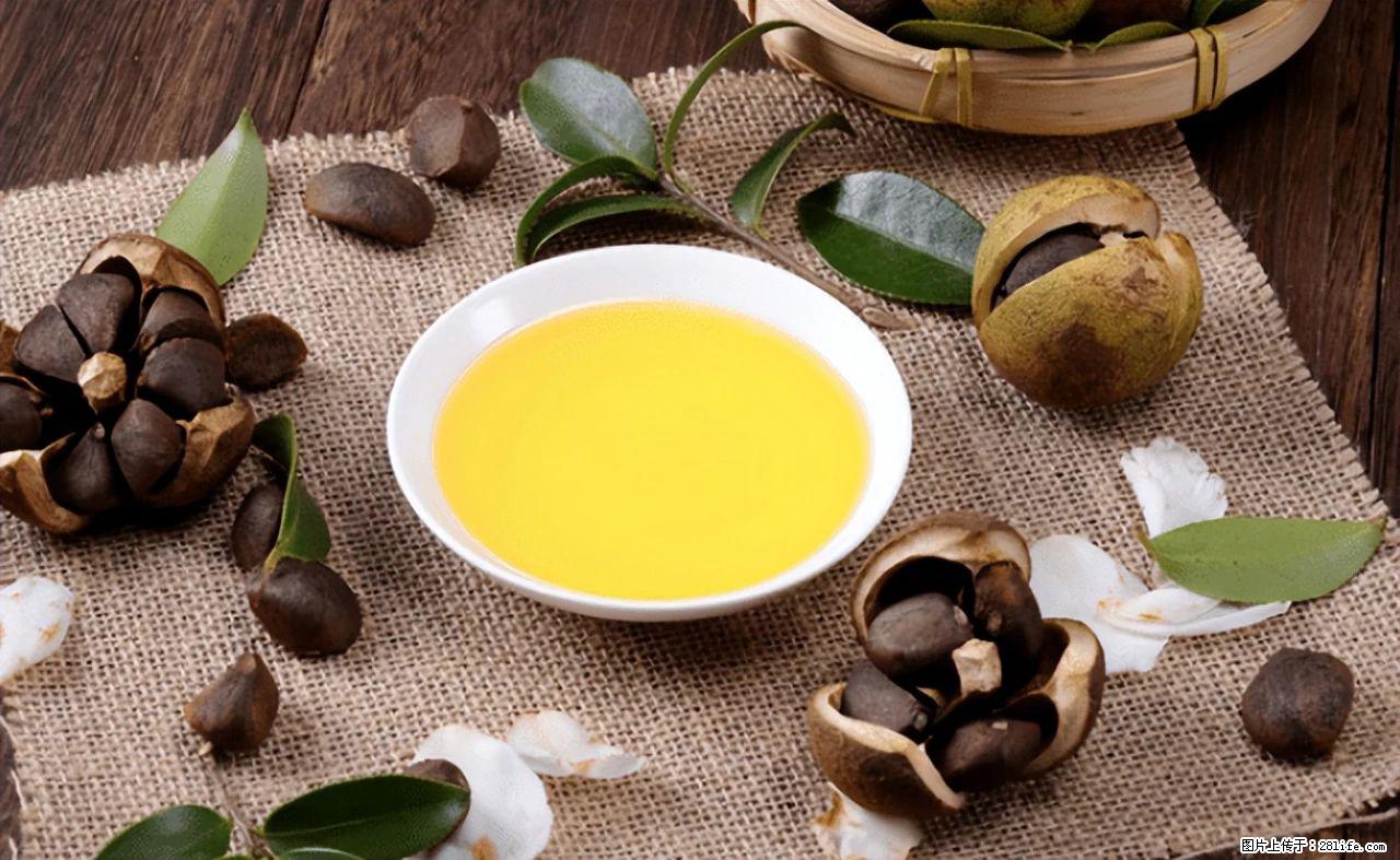 揭秘茶油的5大核心营养成分！被称为人体健康的“守护盾”！ - 锦州生活资讯 - 锦州28生活网 jinzhong.28life.com