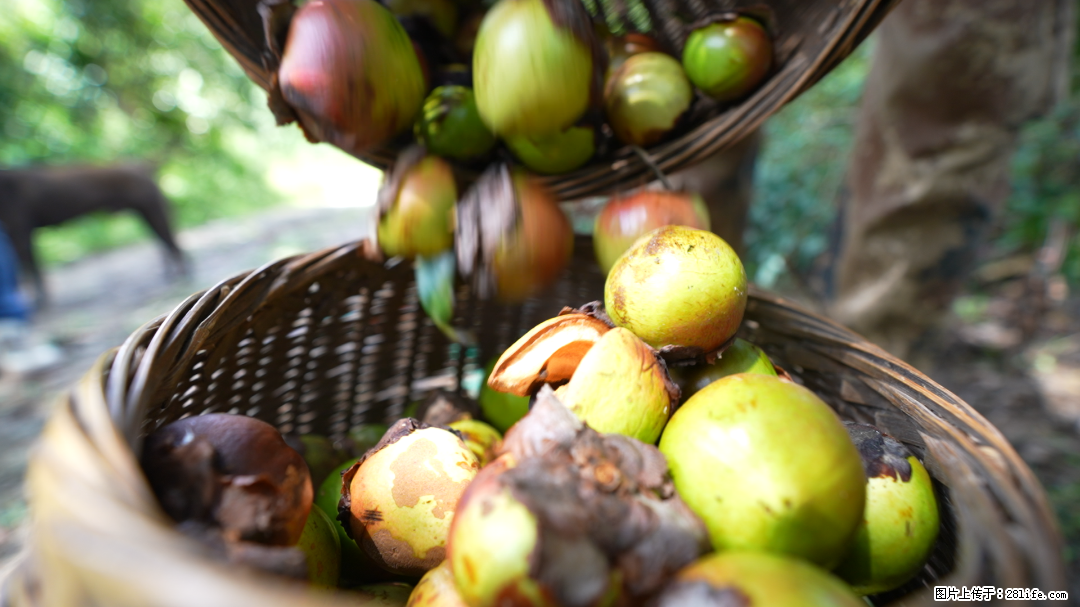 揭秘茶油的5大核心营养成分！被称为人体健康的“守护盾”！ - 锦州生活资讯 - 锦州28生活网 jinzhong.28life.com