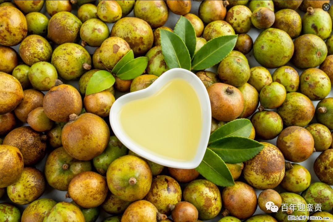 世界没有真相，只有认知，最好的食用油是中国的山茶油！ - 锦州生活资讯 - 锦州28生活网 jinzhong.28life.com