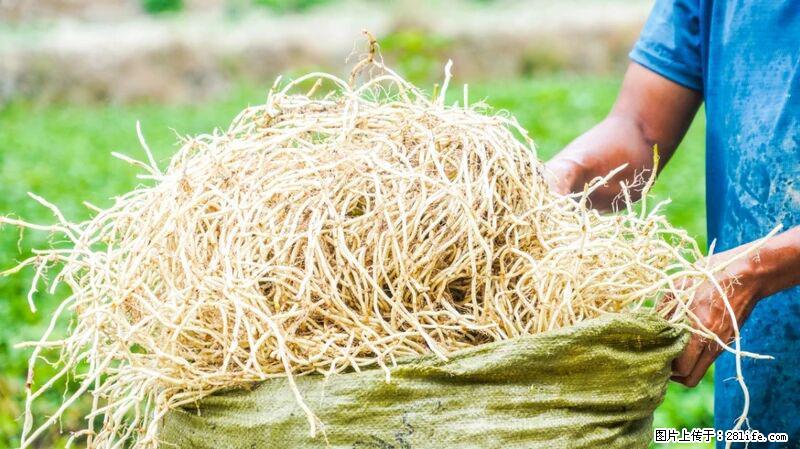 堪称“最难吃”的蔬菜，却是 “抗辐射神器”，还能护肺、清热、止咳化痰！ - 锦州生活资讯 - 锦州28生活网 jinzhong.28life.com