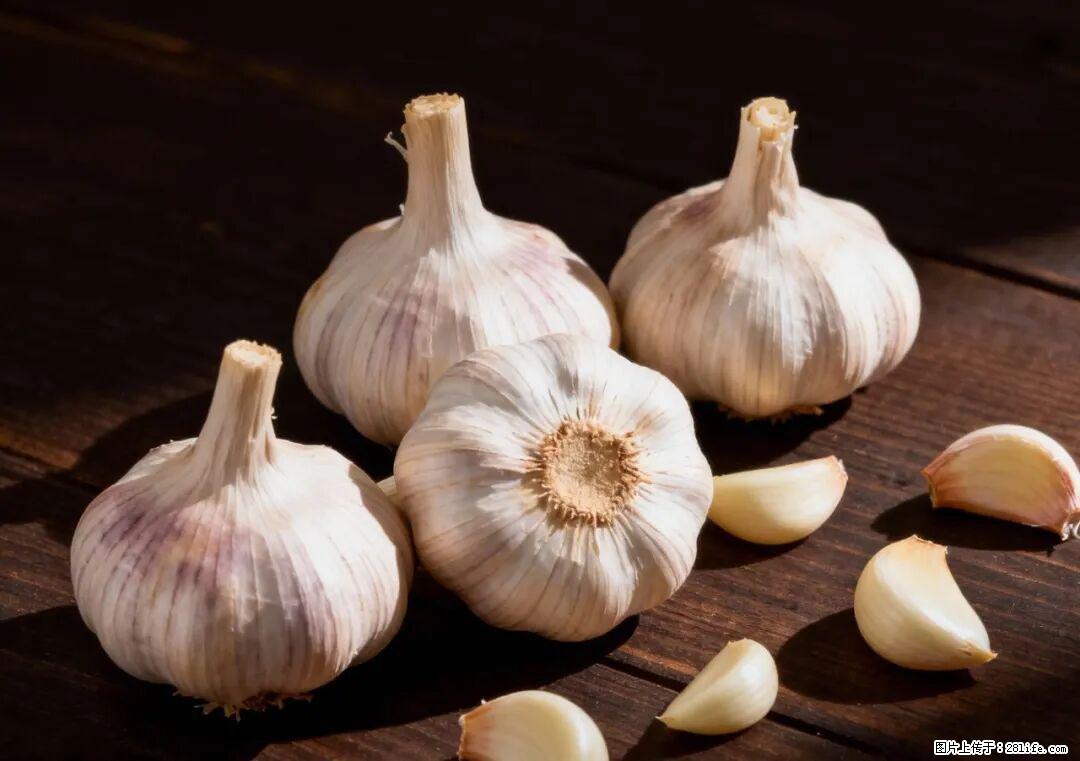 关于大蒜，除了“天然抗生素”，这4个谣言更该警惕! - 锦州生活资讯 - 锦州28生活网 jinzhong.28life.com