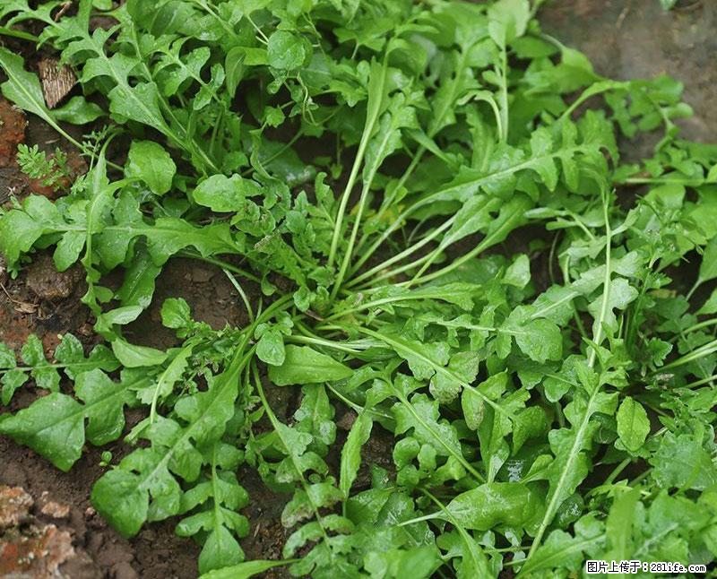 这些蔬菜是“天然钙片”，这6种被医生重点推荐 - 锦州生活资讯 - 锦州28生活网 jinzhong.28life.com