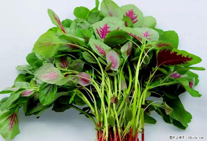 这些蔬菜是“天然钙片”，这6种被医生重点推荐 - 锦州生活资讯 - 锦州28生活网 jinzhong.28life.com