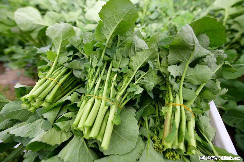 这些蔬菜是“天然钙片”，这6种被医生重点推荐 - 锦州生活资讯 - 锦州28生活网 jinzhong.28life.com